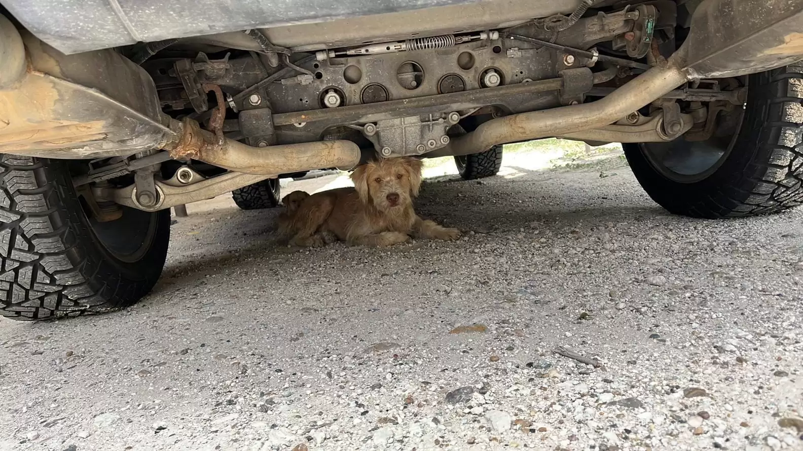 Perro callejero asustado tumbado debajo de un coche.