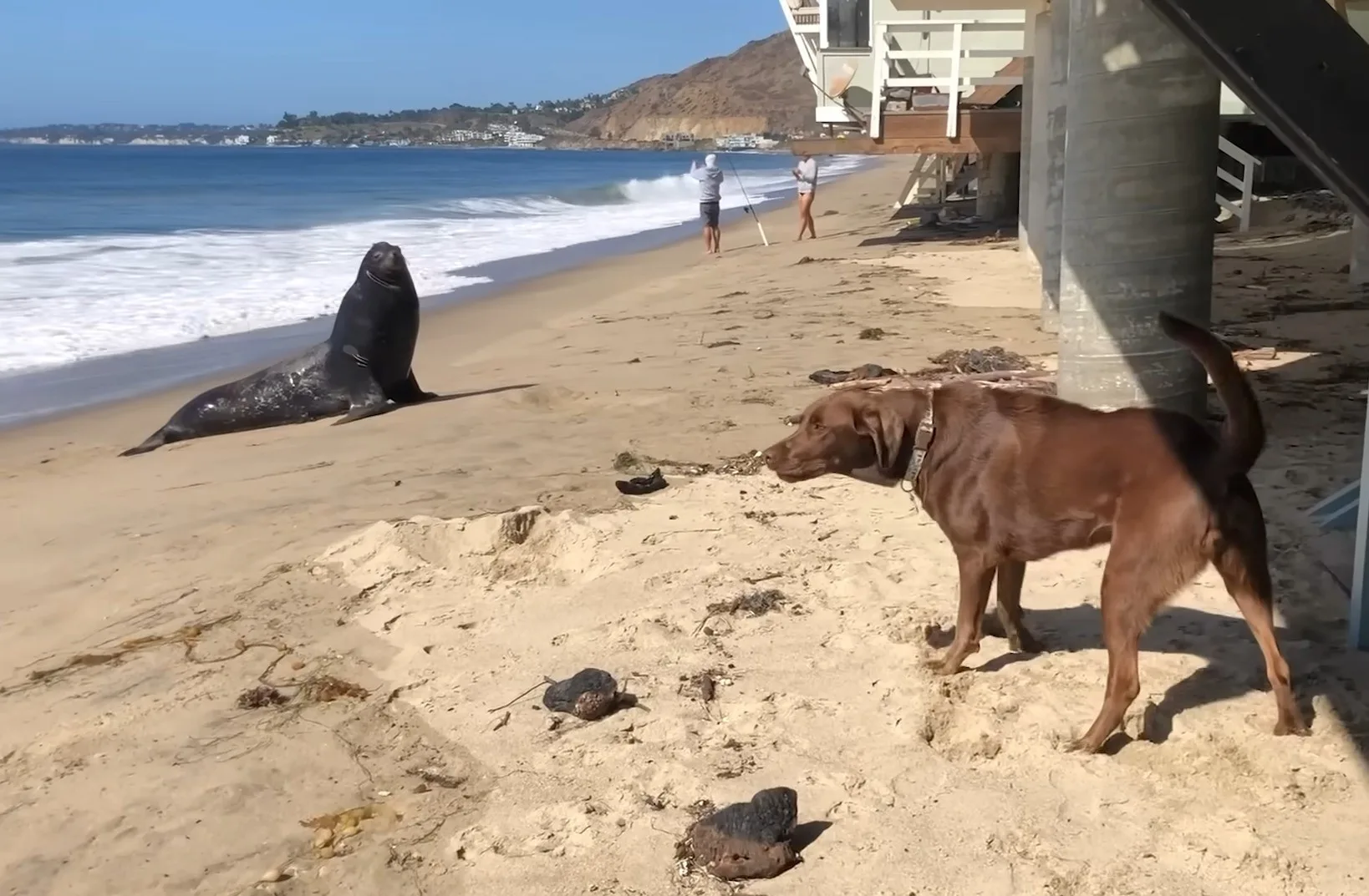 león marino y un perro en la playa
