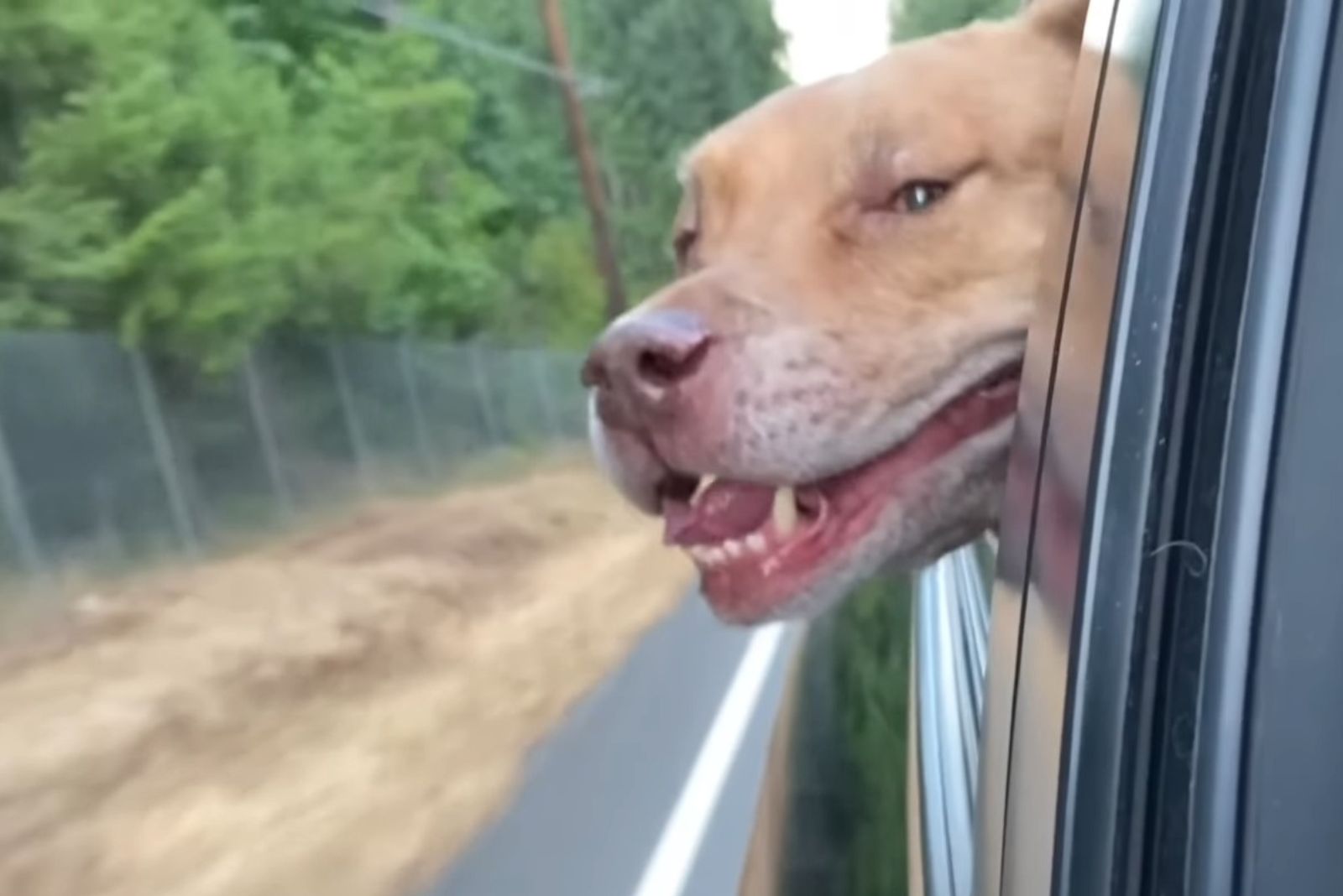 senior dog leo sticking his head out the car