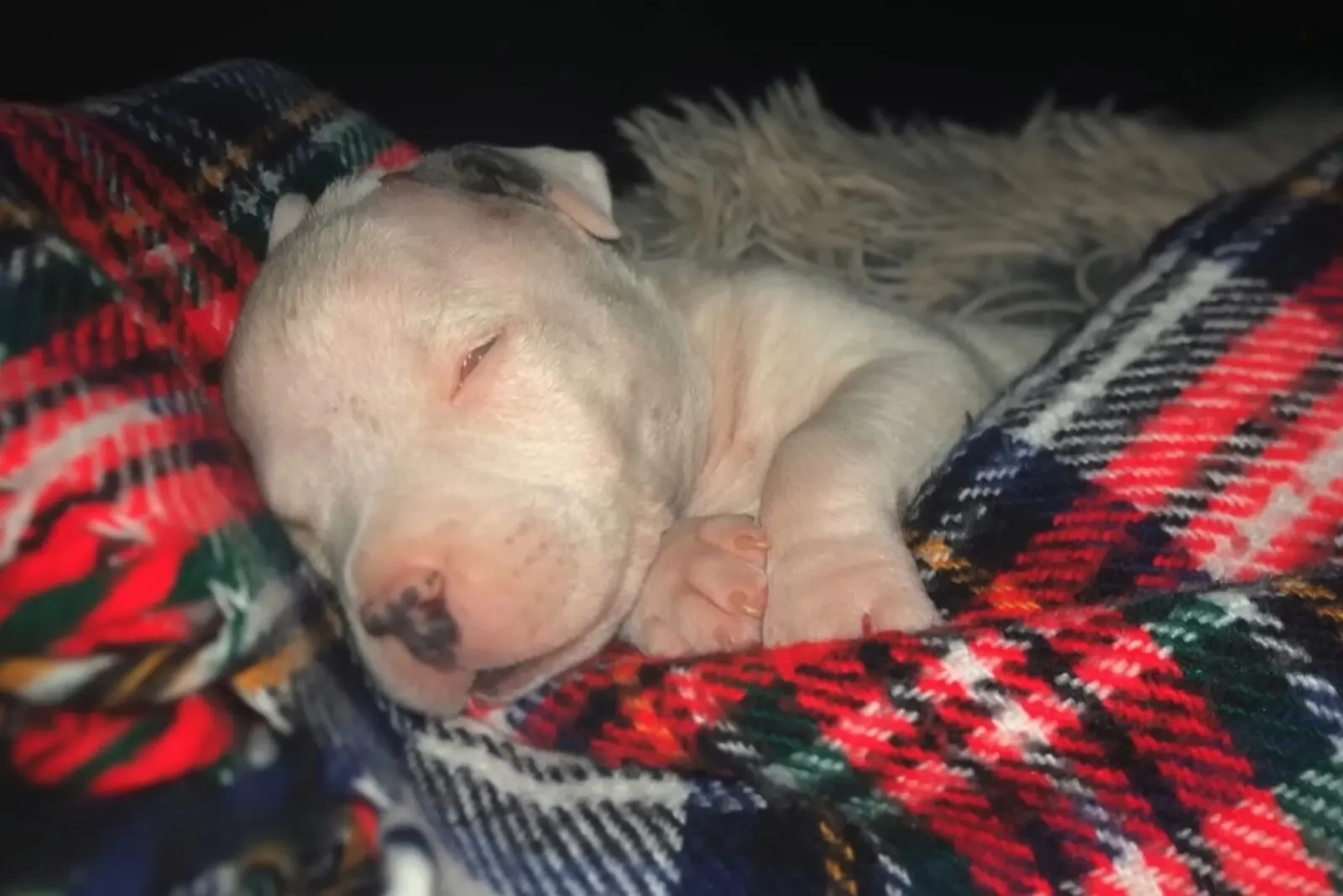 small puppy sleeping on a checkered blanket