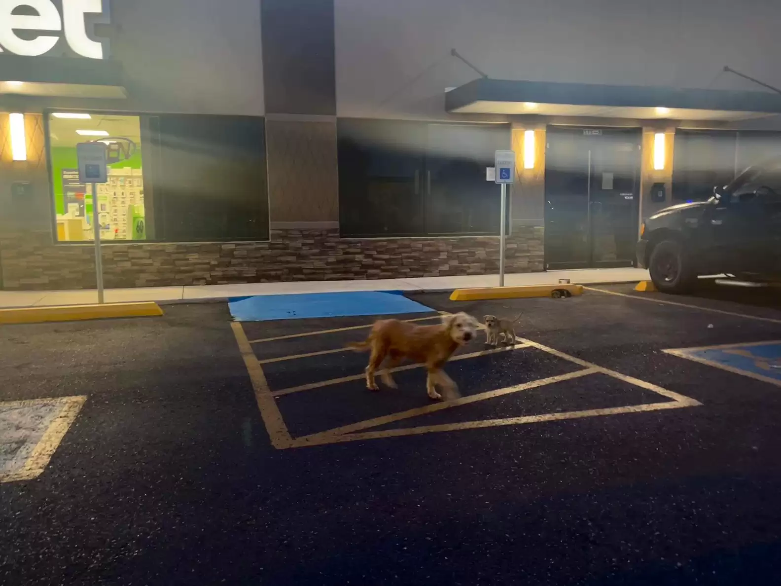 perro callejero en un estacionamiento