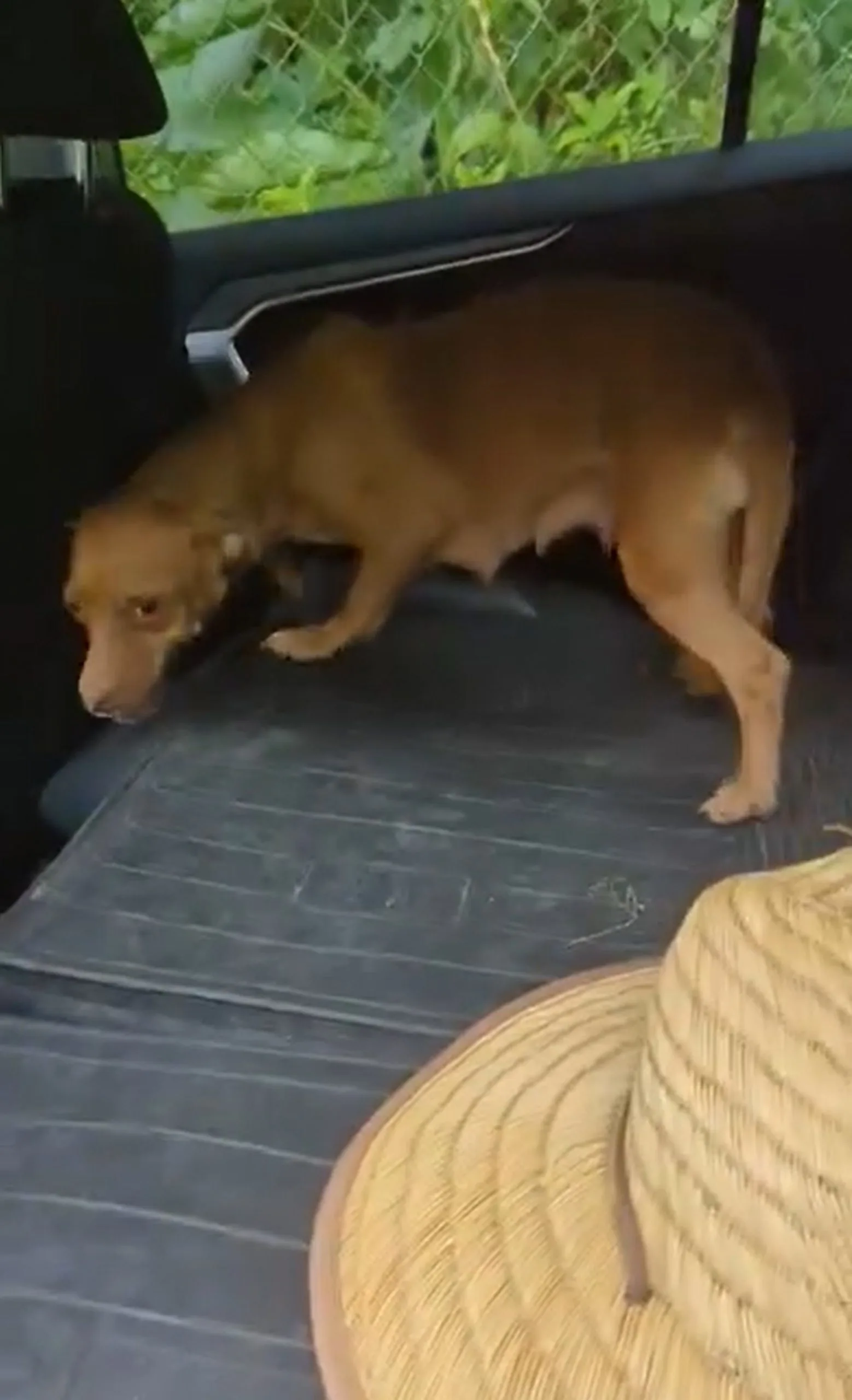 stray dog mom in a car