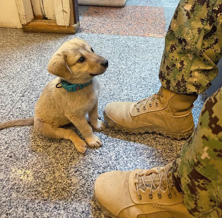 stray puppy sitting by a soldier's leg