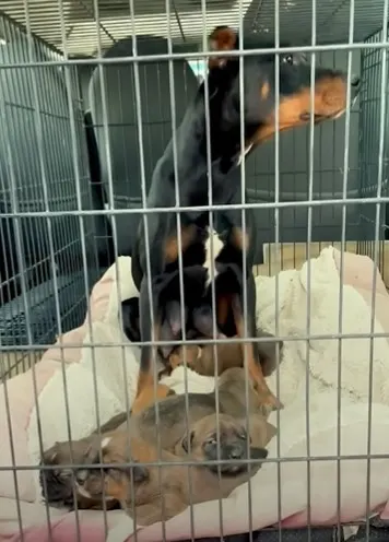 perro negro alto sentado en una jaula