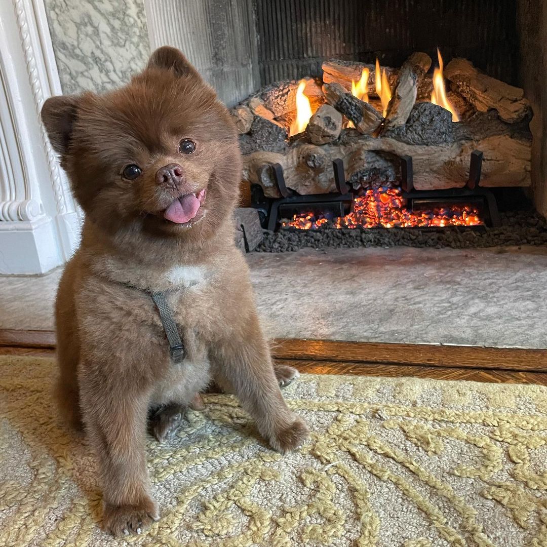 teddy bear pomeranian sitting by a fire place