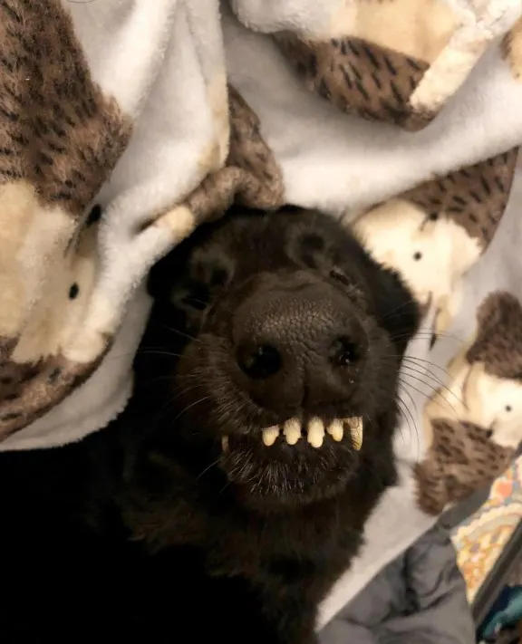el perro negro está durmiendo, se le ven los dientes