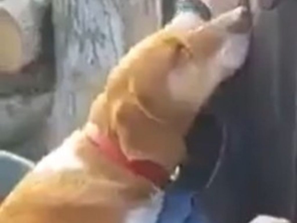 the dog caresses the owner