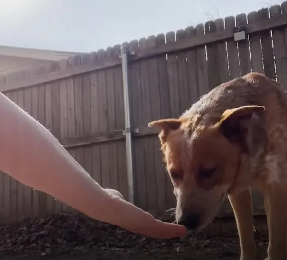 el perro en el jardín huele la mano del dueño