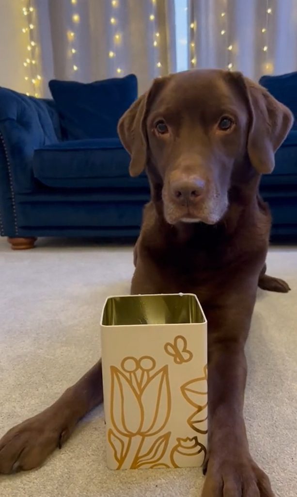 the dog is lying on the floor with a box in front of him