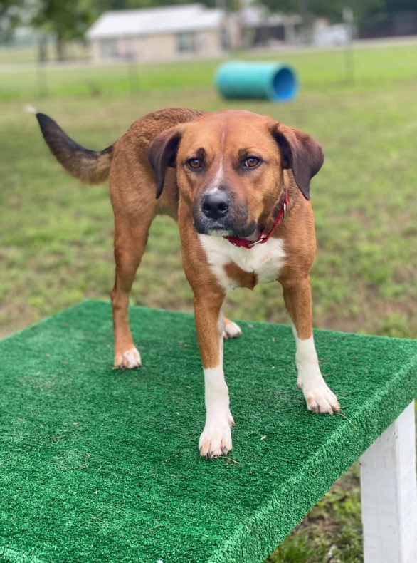 the dog is standing on a green training chair