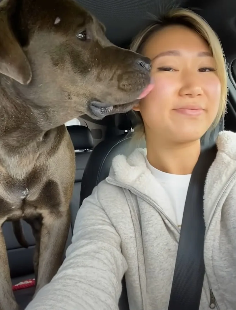 el perro lame a la chica en el auto