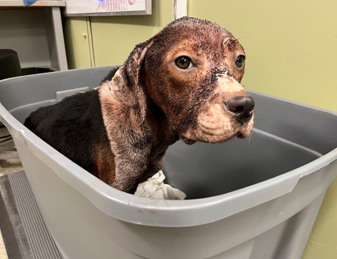 the dog lies in a plastic container
