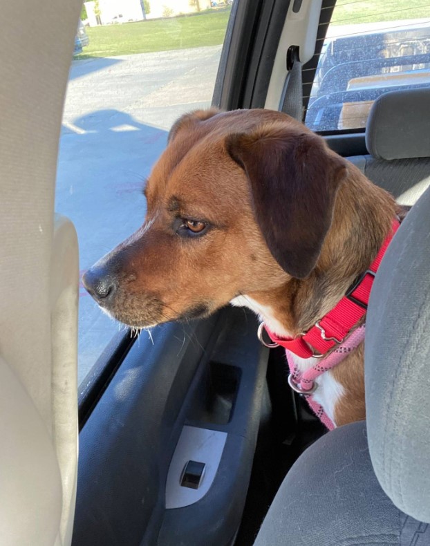 the dog looks out the window while driving in the car