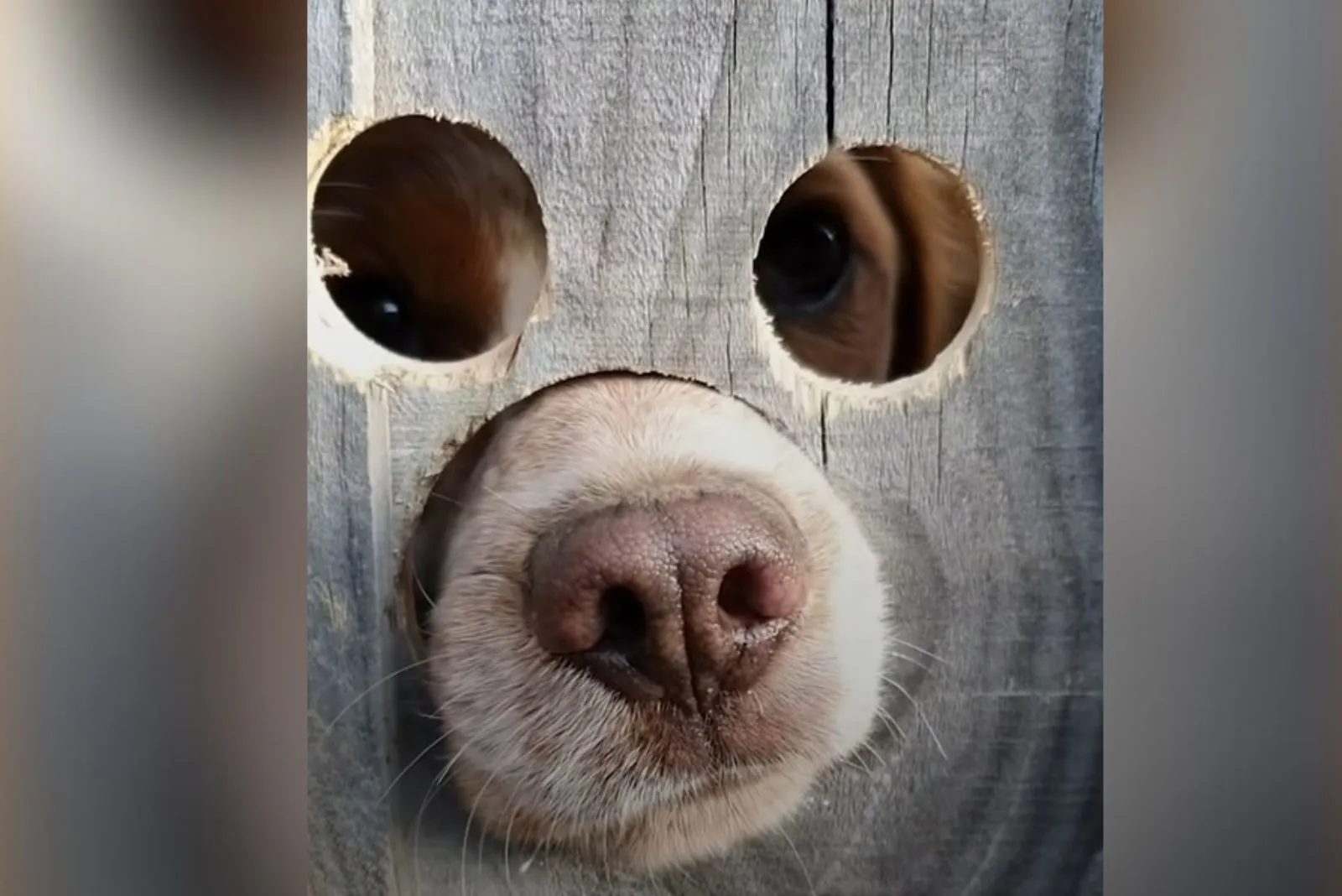 the dog peeks through the peephole