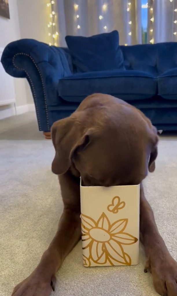 the dog poked its nose into the box
