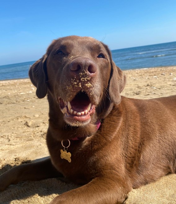 the dog soiled its muzzle with sand on the beach