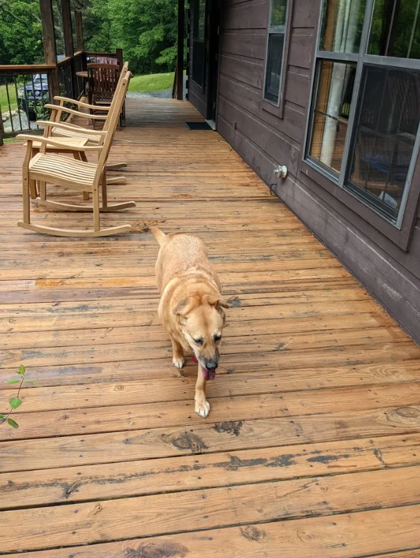 the dog walks on the wooden floor in front of the house