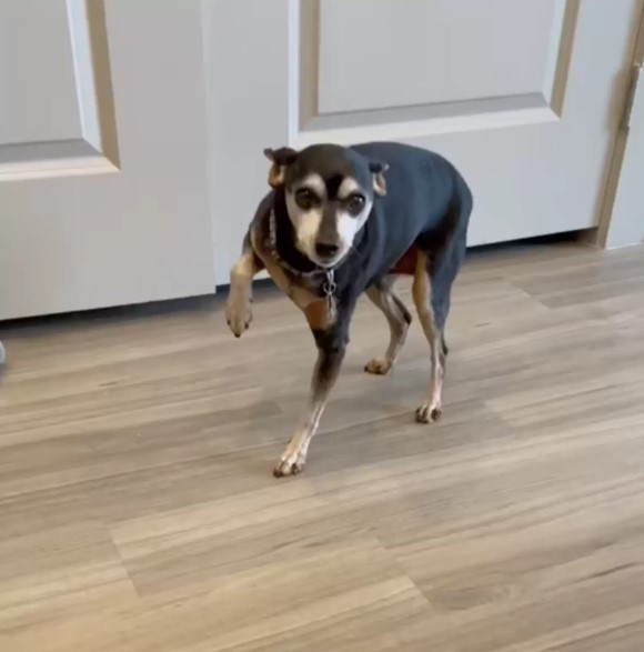 the dog with its front paw raised is standing on the laminate