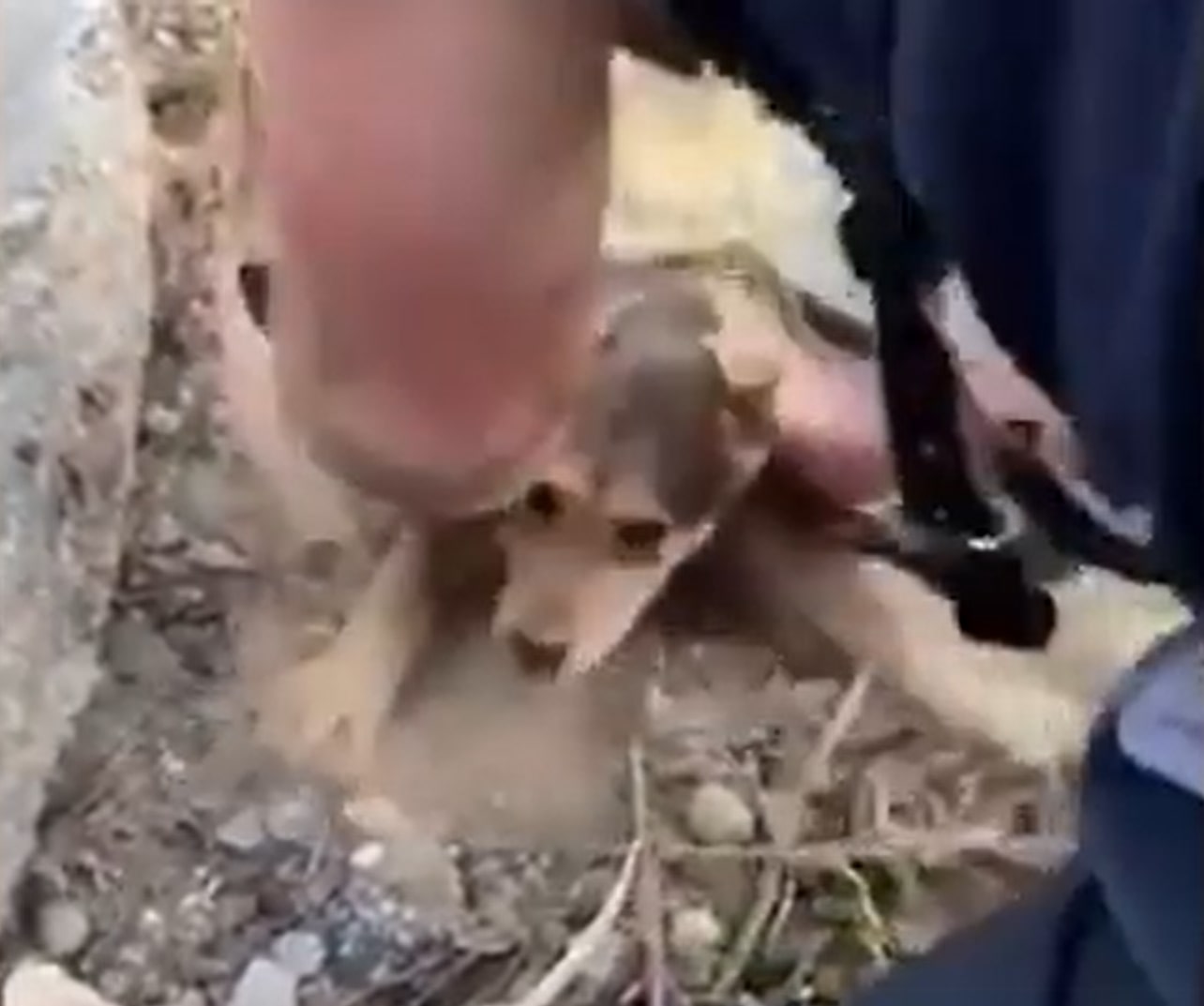 the fireman saves the dog