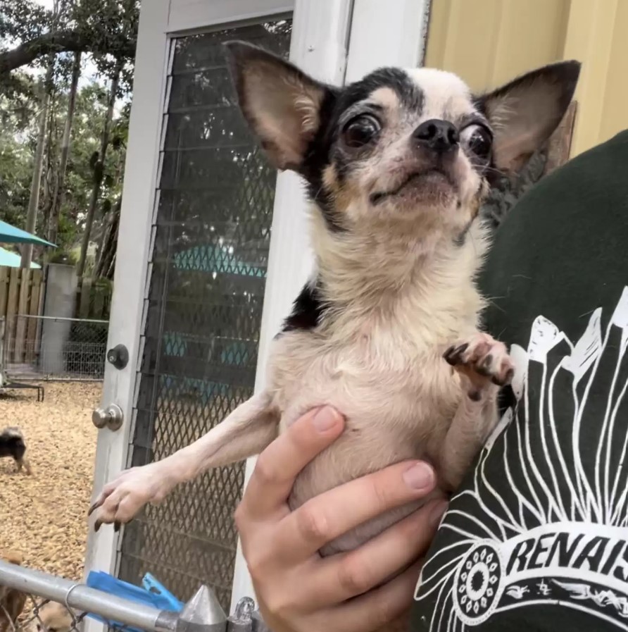 the girl is holding a chihuahua puppy in her arms