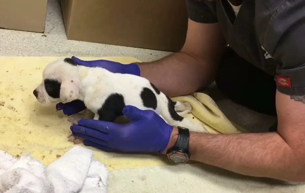 the man helps the puppy to its feet