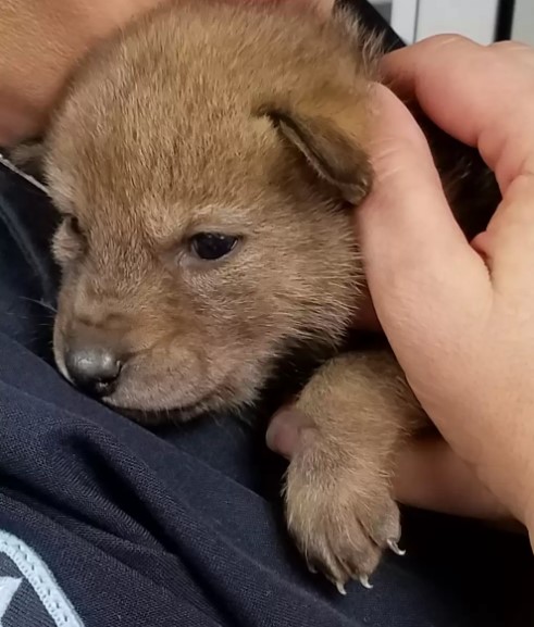 the policeman is holding a puppy in his arms