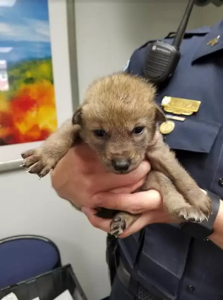 the policeman saved the puppy