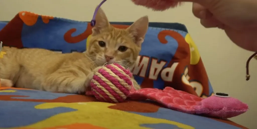 the rescued cat is playing