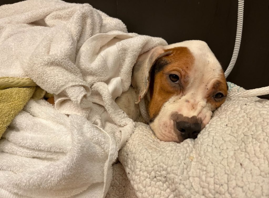 the sick dog lies wrapped in a blanket