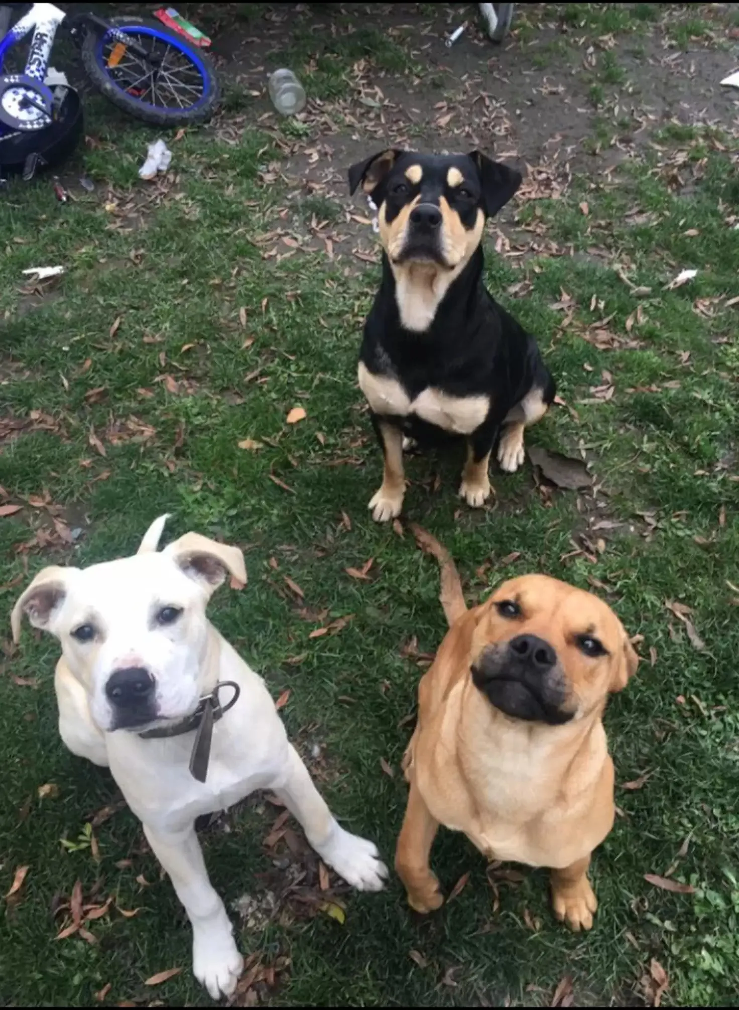 three dogs sitting on grass