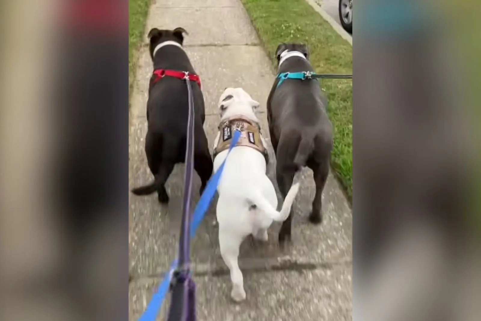 three dogs walking on a leash outside 