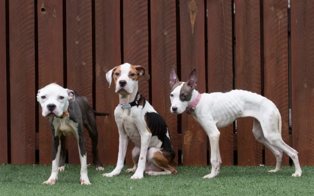three skinny dogs in the garden
