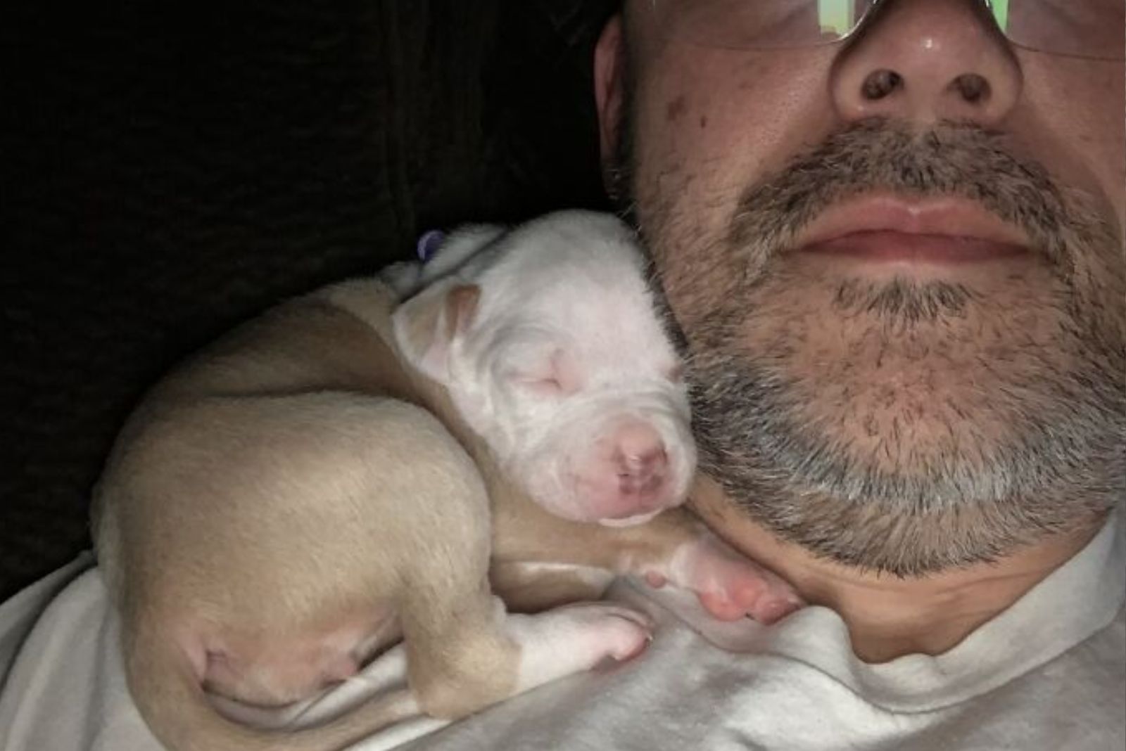 tiny pitbull sleeping on a mans shoulder