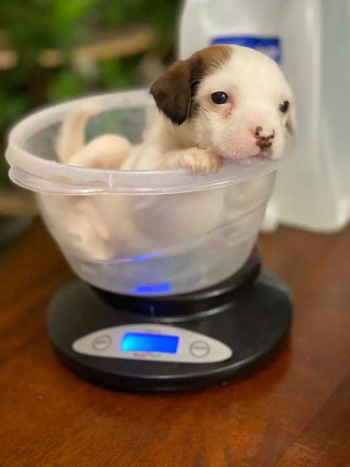 tiny puppy in a plastic bowl
