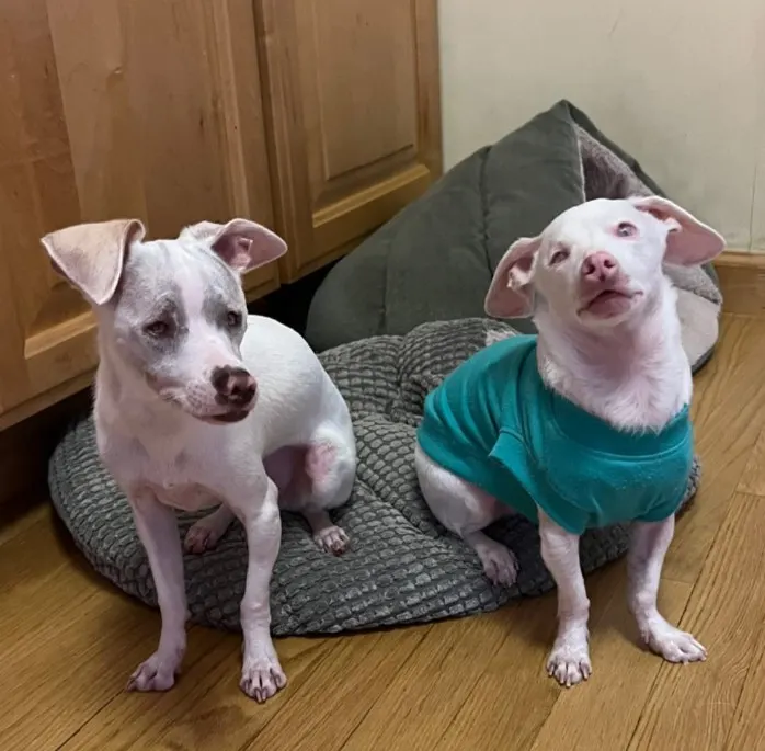 two adopted blind and deaf puppies