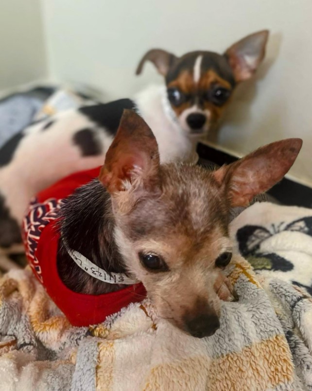 two chihuahua puppies on a blanket