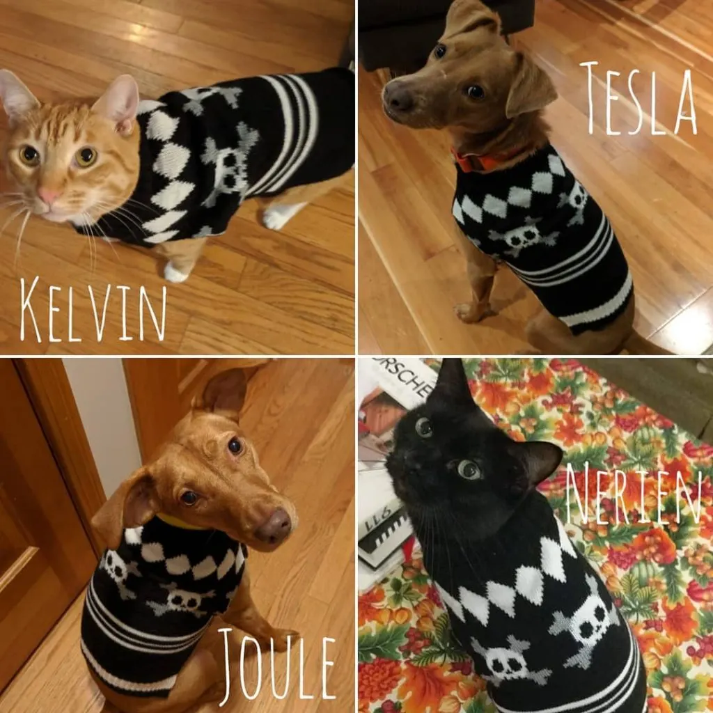 dos perros y dos gatos