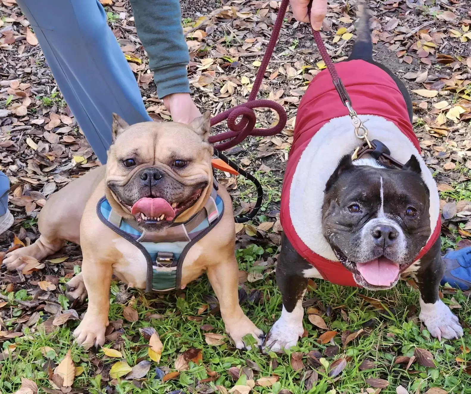 dos perros en un paseo