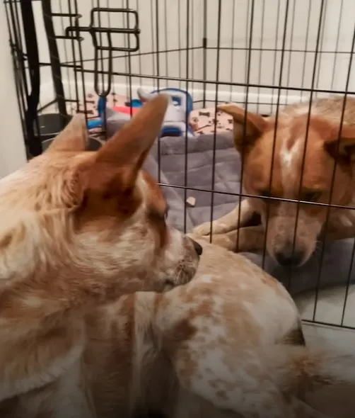 dos perros se miran desde detrás de la jaula