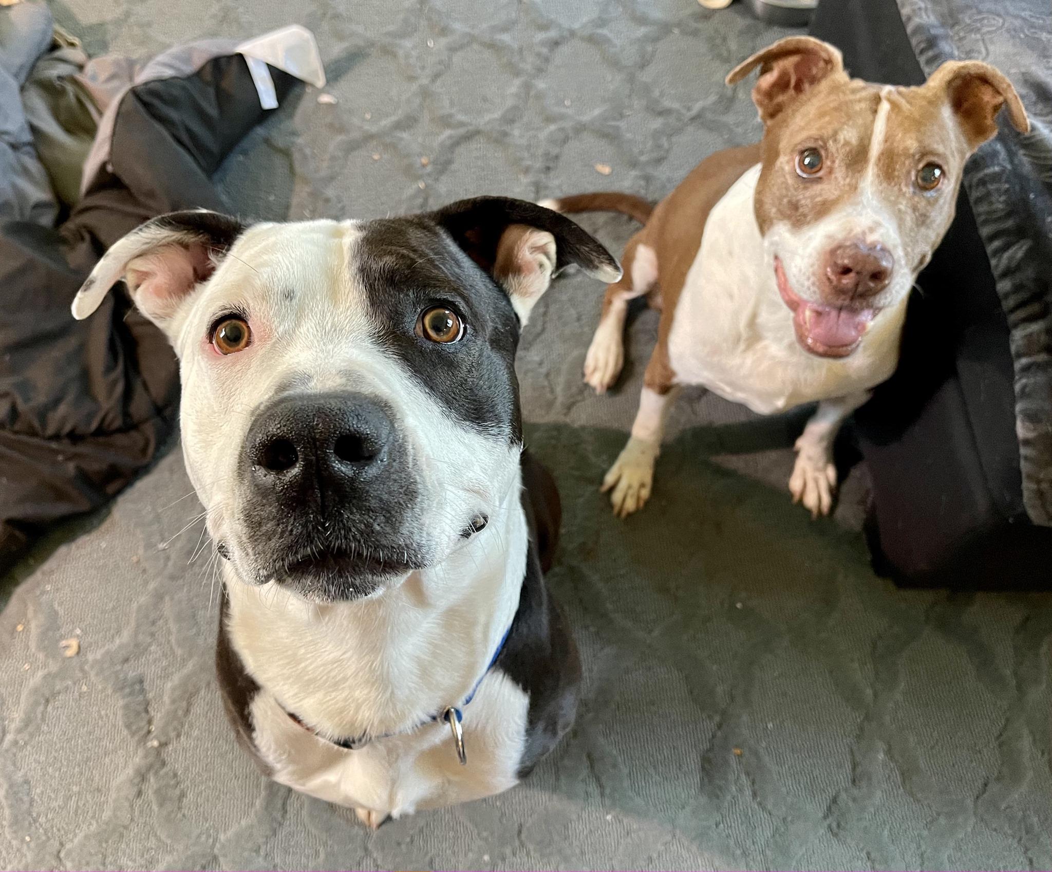 portrait of two dogs looking at the camera and smiling 