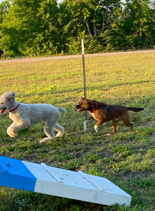 two dogs run across the field