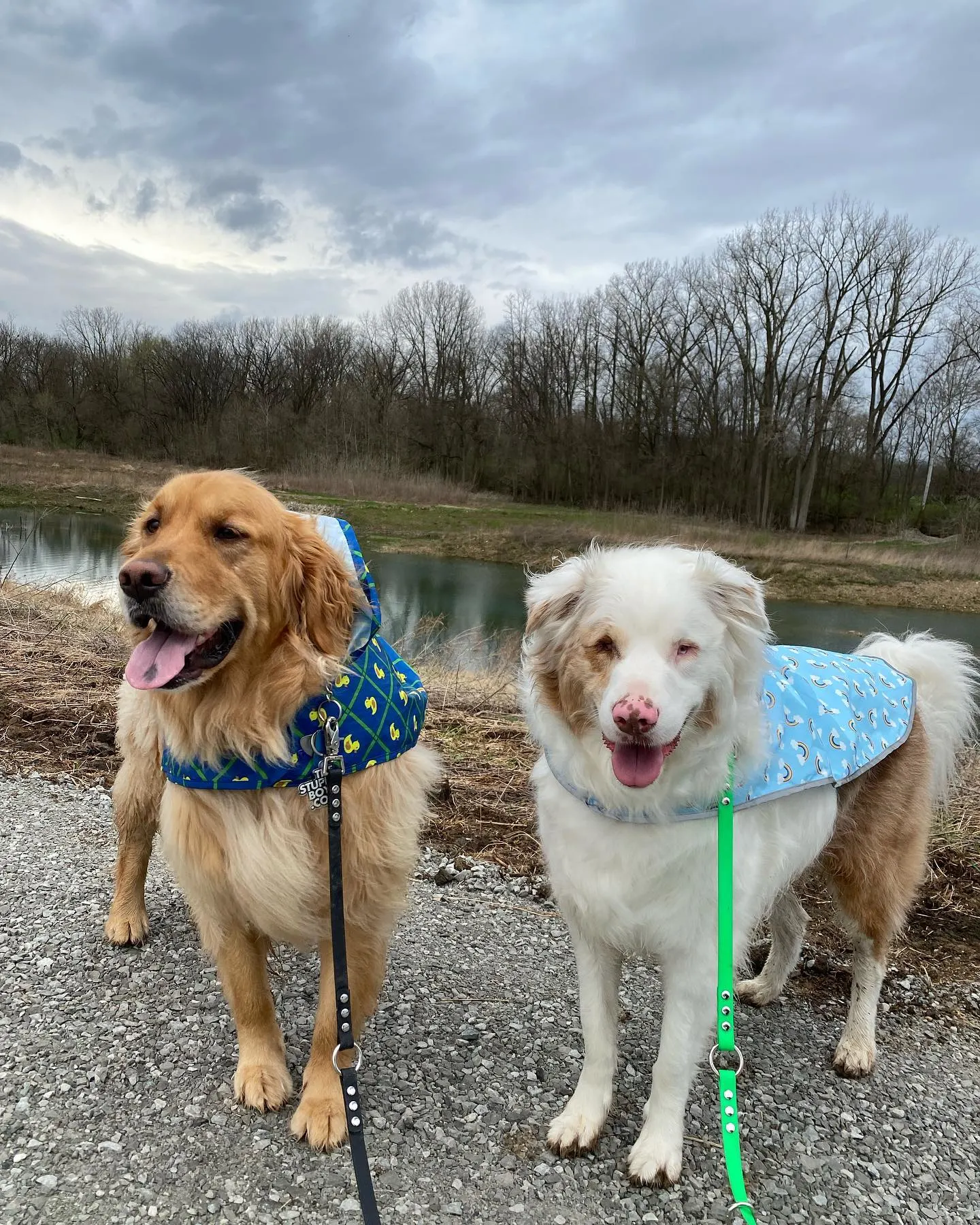 dos perros parados al aire libre