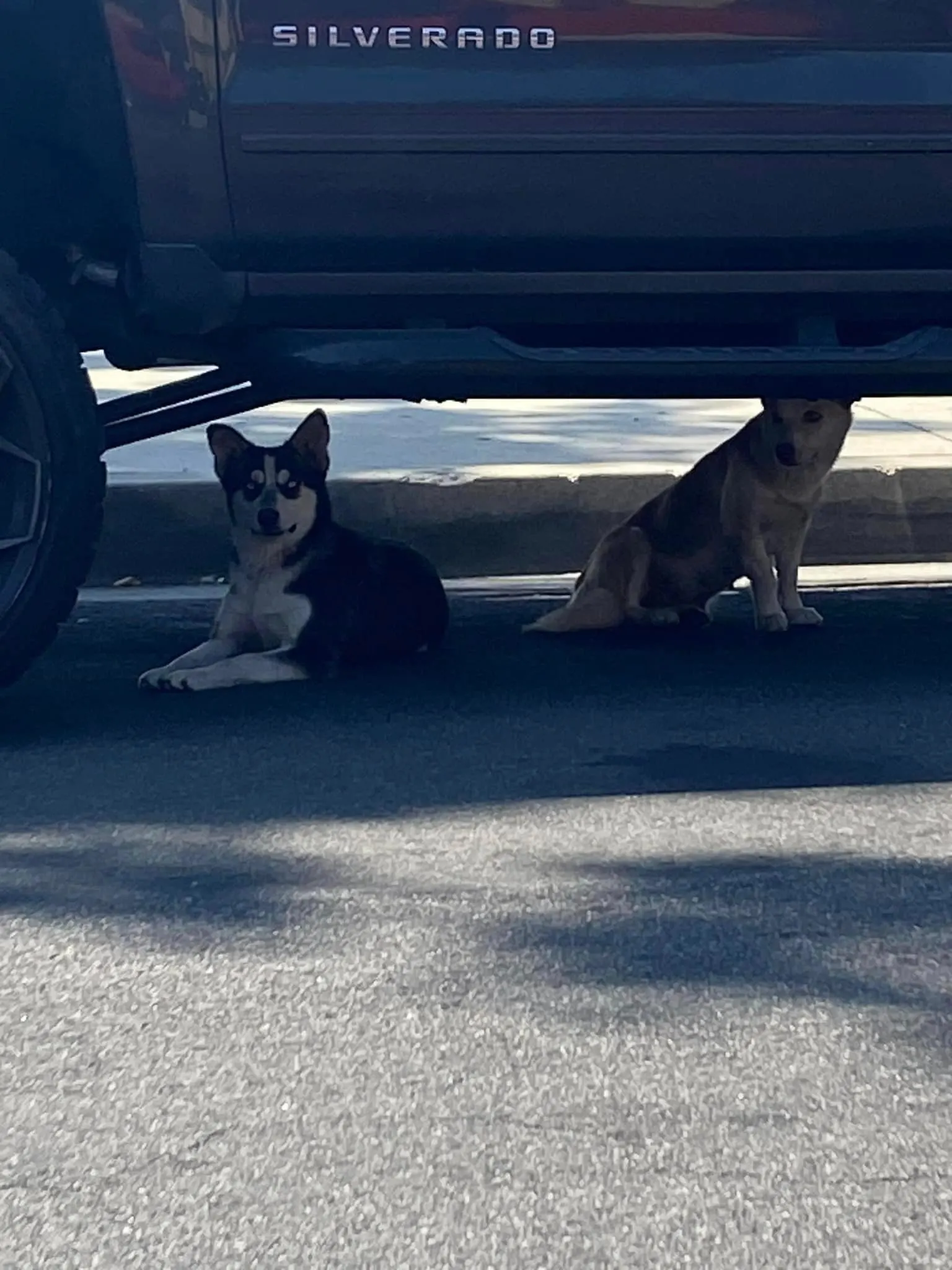 two dogs under the car