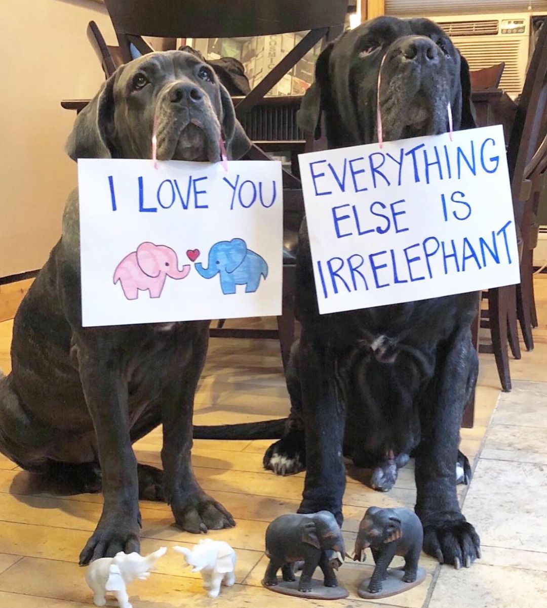 two dogs with elephant on signs