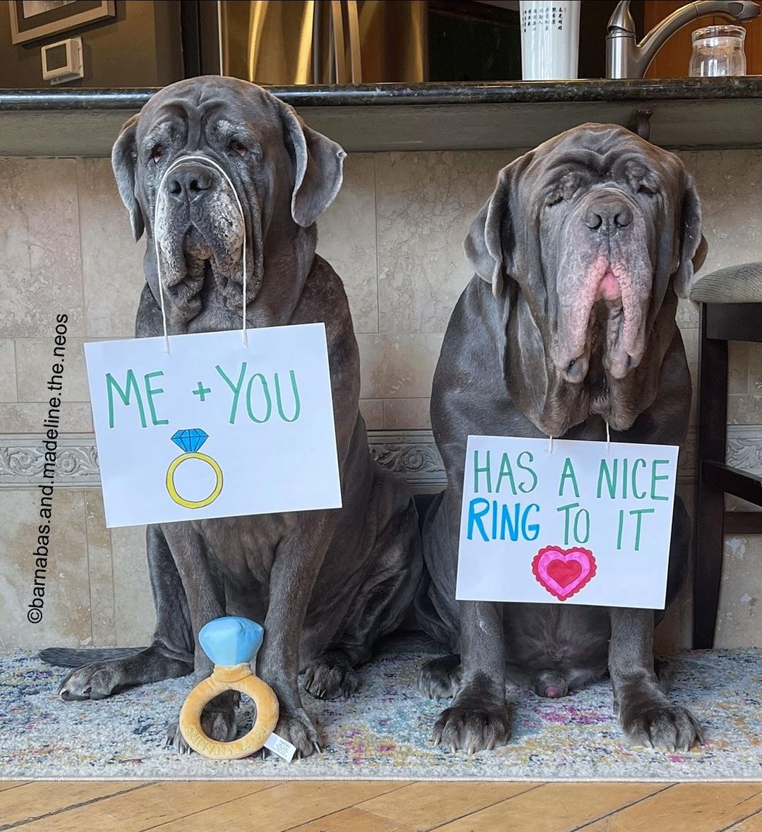 two dogs with sings about engaging