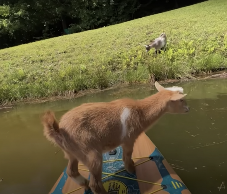 Dos cabras, una parada sobre un remo sobre el agua y la otra sobre la hierba.