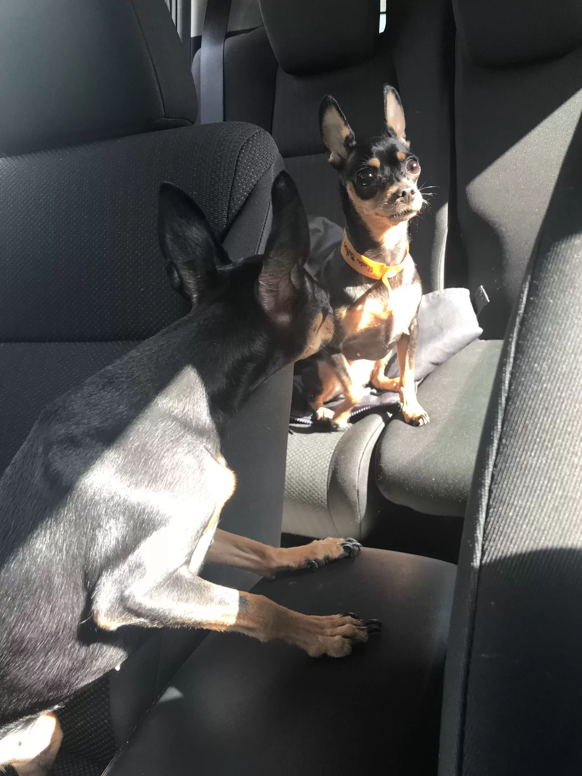 two look-alike dogs in a car