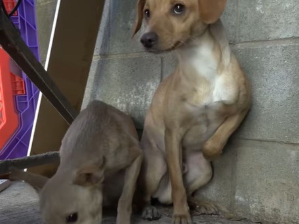 two scared dogs