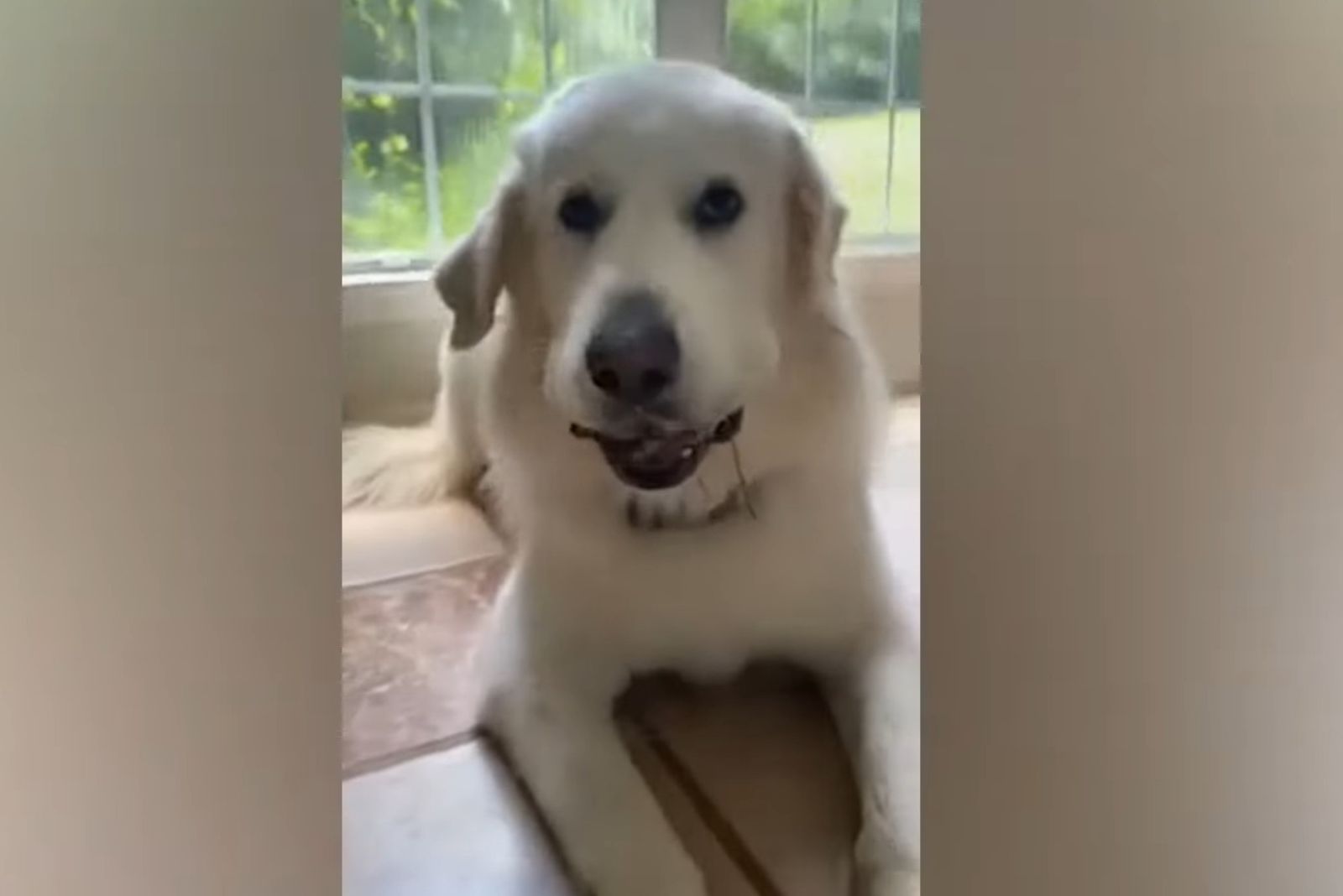 white dog laying in the house