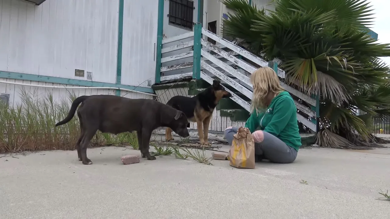 woman helping starving dogs